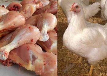 ملک کے مختلف شہروں میں مرغی کی قیمتوں میں اضافہ