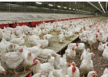 پاکستانی ماہرین نے پولٹری فارمنگ کے شعبے میں بڑی کامیابی حاصل کرلی