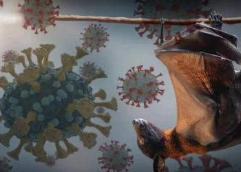 نیپاہ وائرس کے خدشے پر بارڈر ہیلتھ سروسز کا مختلف اداروں کو الرٹ جاری