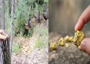 اٹک و چکوال: سونے کی کان کنی و درختوں کی کٹائی پر دفعہ 144 نافذ