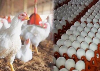 مرغی کے گوشت کی قیمت میں بڑا اضافہ، انڈوں کی قیمت آسمانوں پر
