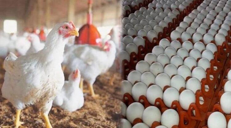 مرغی کے گوشت کی قیمت میں بڑا اضافہ، انڈوں کی قیمت آسمانوں پر