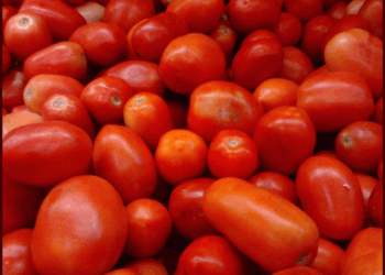 Tomato prices have dropped significantly in Karachi