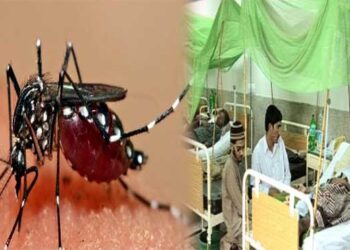 Dengue Outbreak Worsens in Sindh as Four More Deaths Reported, Total Reaches 25 This Year