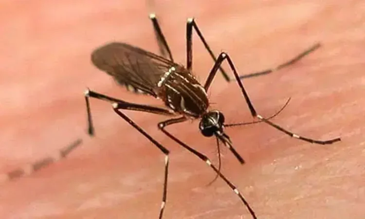 First Dengue Death Reported in Karachi This Year, Cases Rising Across Sindh