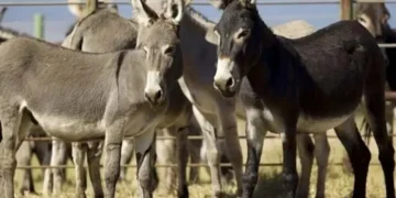 ECC Approves Export of Donkey Meat and Hides to China