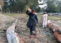Islamabad High Court Warns of Contempt Action Over Tree Cutting