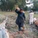 Islamabad High Court Warns of Contempt Action Over Tree Cutting