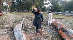 Islamabad High Court Warns of Contempt Action Over Tree Cutting